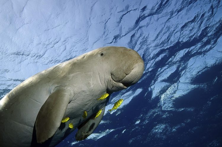 Un dugón, animal marino que habita el norte de la Gran Barrera de Arrecifes de Australia. Foto: WWF-Australia / EFE.