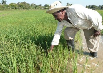 Cultivares de arroz en Cuba. Foto: Germán Veloz Placencia/Granma