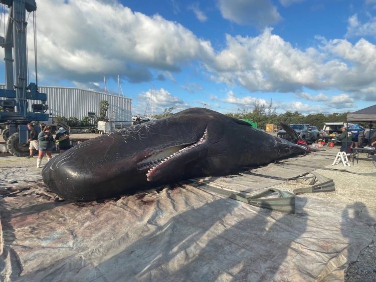 La carcaza del cachalote de 40 toneladas en la marina de Cayo Largo. | Foto: Florida Fish and Wildlife Conservation Commission