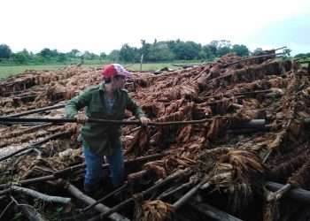Se perdieron también 507 toneladas de tabaco, “lo que representa el 1.07 % del total de esa planta en existencia en la provincia Pinar del Río”. Foto: Gobierno Provincial de Pinar del Río.