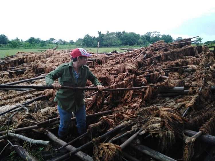 Se perdieron también 507 toneladas de tabaco, “lo que representa el 1.07 % del total de esa planta en existencia en la provincia Pinar del Río”. Foto: Gobierno Provincial de Pinar del Río.