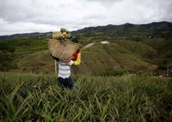 Un hombre carga un canasto en medio de un cultivo de piña, en el municipio de Dagua, departamento del Valle del Cauca, en Colombia, en una fotografía de archivo. Foto: Ernesto Guzmán Jr. / EFE / Archivo.