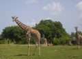 Jirafas caminan por la "pradera africana" del Zoológico Nacional de Cuba, en La Habana. Foto: Yander Zamora / EFE.