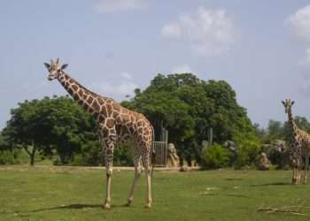 Jirafas caminan por la "pradera africana" del Zoológico Nacional de Cuba, en La Habana. Foto: Yander Zamora / EFE.