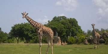 Jirafas caminan por la "pradera africana" del Zoológico Nacional de Cuba, en La Habana. Foto: Yander Zamora / EFE.
