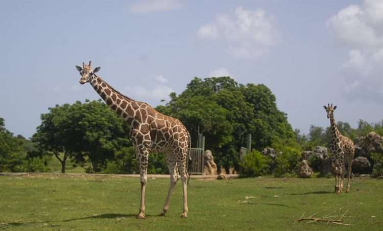 Jirafas caminan por la "pradera africana" del Zoológico Nacional de Cuba, en La Habana. Foto: Yander Zamora / EFE.