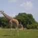 Jirafas caminan por la "pradera africana" del Zoológico Nacional de Cuba, en La Habana. Foto: Yander Zamora / EFE.