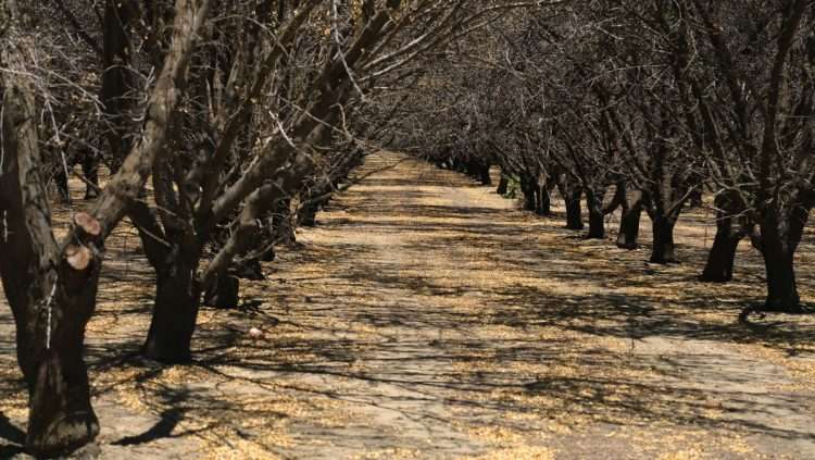 Plantaciones de almendros que no dieron frutos este año debido a la falta de suministro de agua en unas plantaciones, cerca de la localidad de Los Baños en el Valle central de California (EEUU).  Foto:  Guillermo Azábal/EFE.