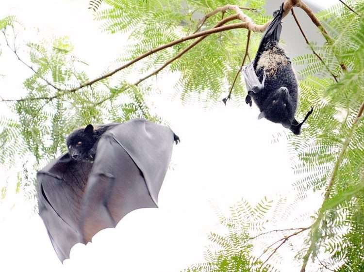 Dos murciélagos cuelgan de un árbol en el zoológico de Zuercher en Zúrich (Suiza), en una foto de archivo. Foto: Walter Bieri/Efe.