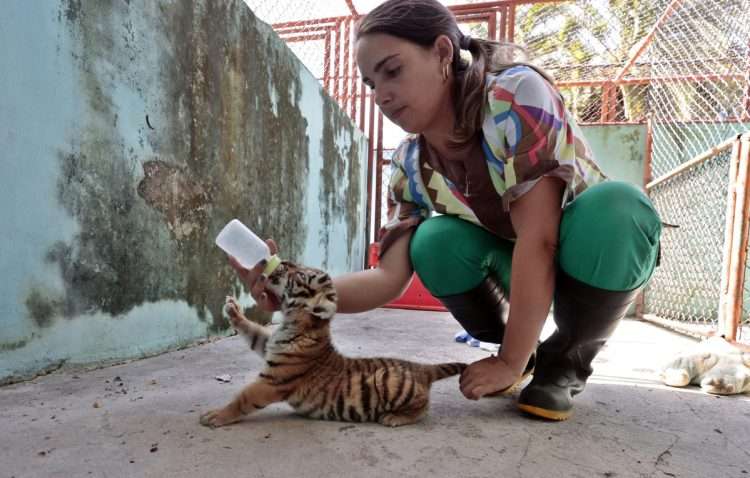 Cachorro de tigre de Bengala, el único sobreviviente de un camada nacida en cautiverio en el Parque Zoológico Nacional junto a la médico veterinaria Rachel Ortiz Vasallo, el 3 de agosto de 2022, en La Habana. Foto: Ernesto Mastrascusa/Efe.