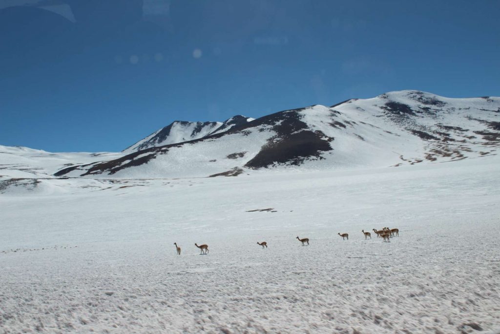 Vicuñas family in the Atacama desert. Photo: courtesy of the interviewee.