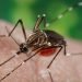Mosquto Aedes aegypti, transmisor del dengue.