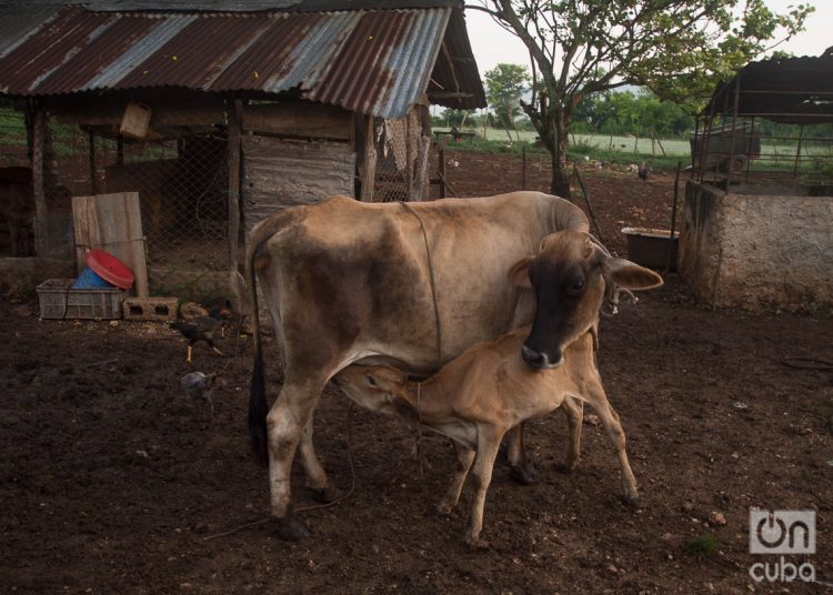 Una vaca alimentando a su ternero. Foto: Otmaro Rodríguez.