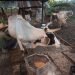 Campesino cubano ordeña una vaca en su finca. Foto: Otmaro Rodríguez / Archivo.