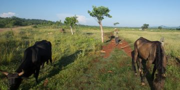 Campesino cubano en sus tierras. Foto: Otmaro Rodríguez / Archivo.
