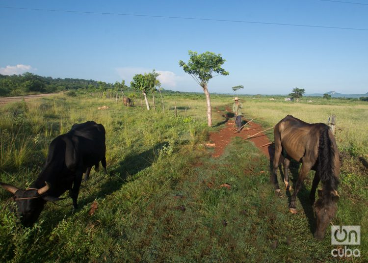Campesino cubano en sus tierras. Foto: Otmaro Rodríguez / Archivo.