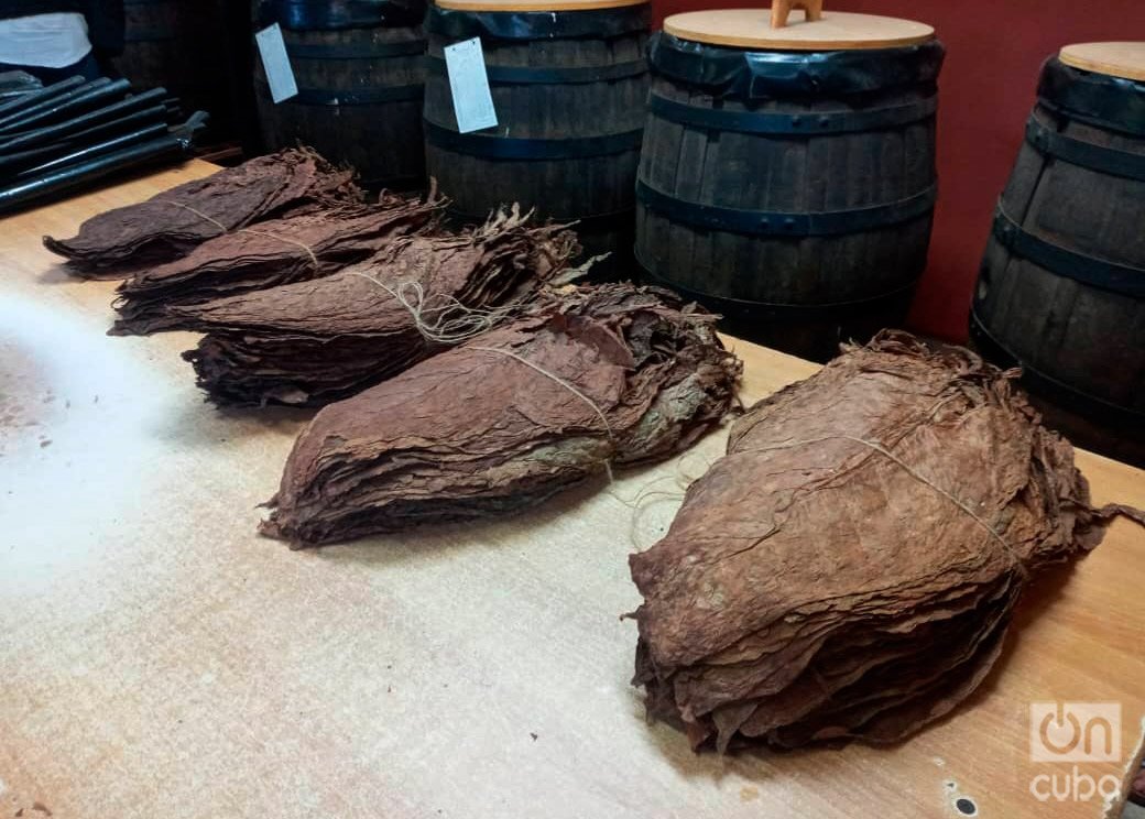 Diferentes capas de tabaco en la Fábrica El Laguito, en La Habana, cuna de los famosos puros Cohiba. Detrás, los barriles en las que se fermentan. Foto: Eric Caraballoso.