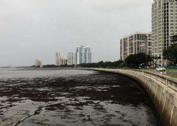 La "marejada ciclónica inversa". Con Ian, las aguas de la bahía de Tampa comenzaron a retroceder empujadas por los vientos. Foto: Tampa Bay Times.