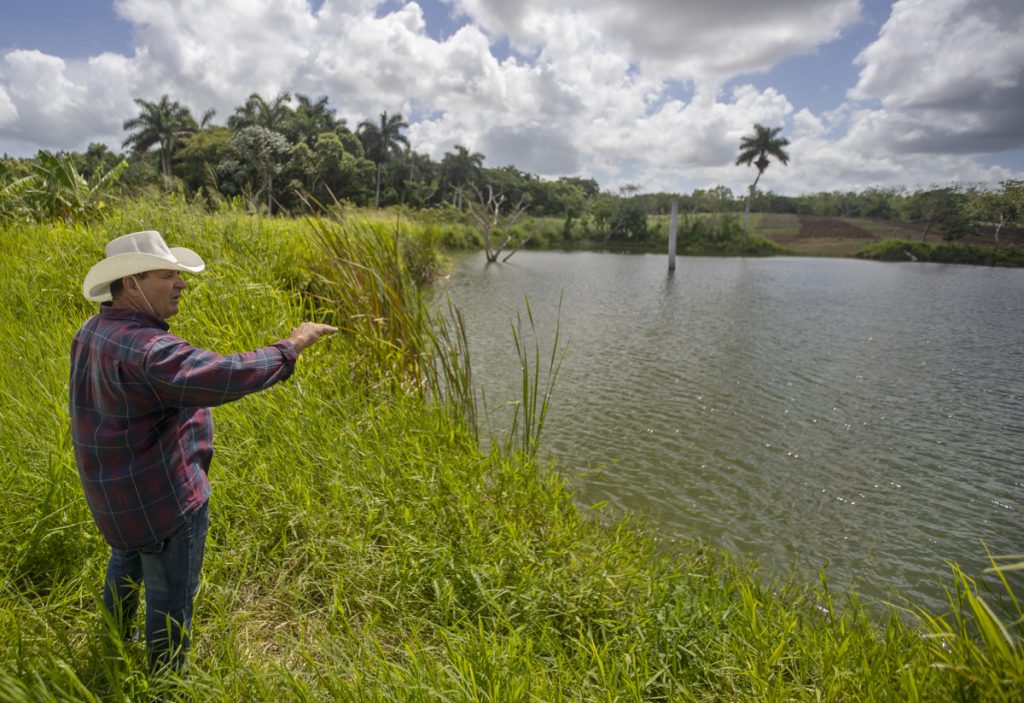 Lázaro Sánchez, campesino y productor agrícola, camina por su finca en Guanabacoa. Foto: Yander Zamora / EFE.