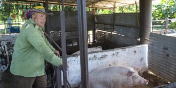 Orelvis Enrique Morales, campesino y productor agrícola cubano, durante una entrevista con la agencia EFE en Bauta , en el occidente de Cuba. Foto: Yander Zamora / EFE.