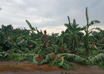 Afectaciones del huracán Ian a una plantación de plátanos en el occidente de Cuba. Foto: Radio Rebelde.