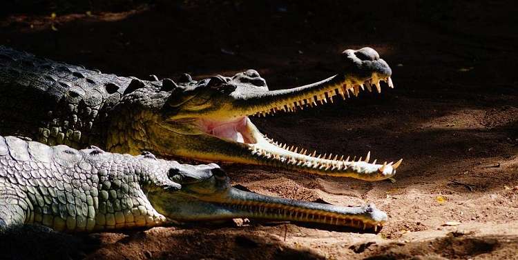 Cuban crocodile dies electrocuted at the National Zoo in Washington