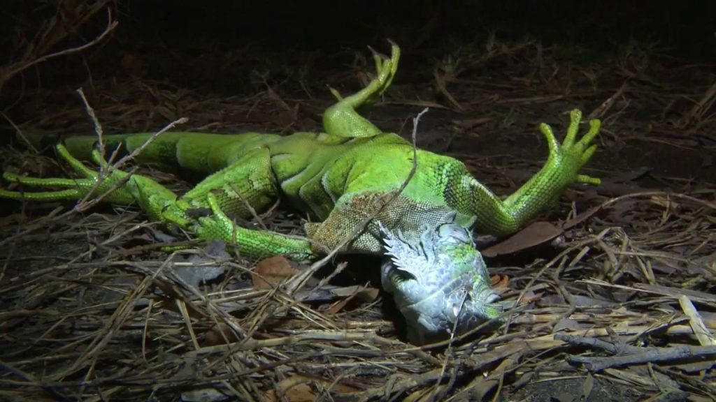 Iguana verde cayó en el suelo por el frío Florida