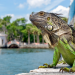 iguana verde florida
