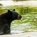 El oso Johnny, de 5 años, que estaba en el Jacksonville Zoo and Gardens desde 2017, murió por disparos de los especialistas en armas mortales de esa institución, según informó el canal local News 4 JAX. Foto: jacksonvillezoo.org