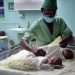 Un enfermero atiende a recién nacidos en una sala de neonatología, en un hospital materno en la ciudad de Matanzas. Foto: Ernesto Mastrascusa / EFE / Archivo.