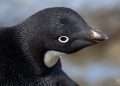 Pichones de pingüinos Adelia. Mudan su plumaje cuando alcanzan los dos meses de vida.