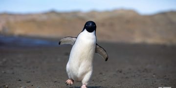 Pingüino de adelia, una de las especies autóctonas. Foto: Kaloian.