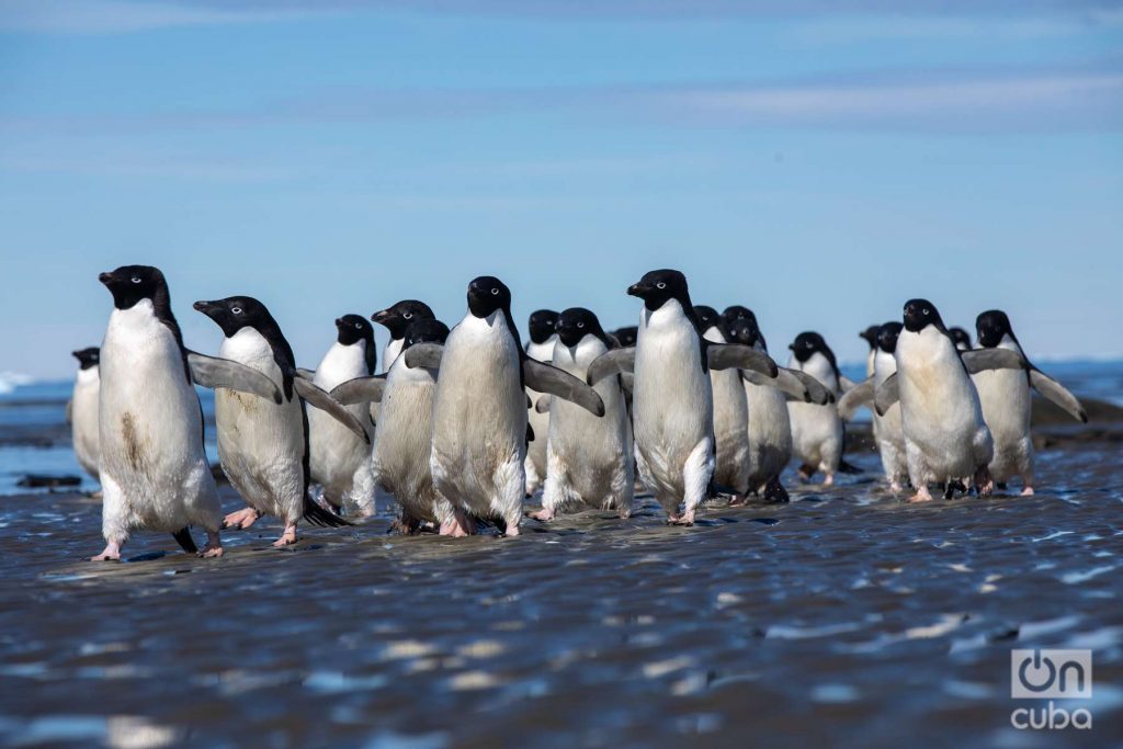 Pingüinos de adelia. Foto: Kaloian.