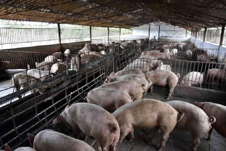 Aún no dan resultados los proyectos enfocados en la producción y comercialización porcina y avícola. Foto: Minag.