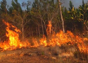 Pinar del Río, la segunda provincia más reforestada de Cuba después de Guantánamo, reporta en lo que va de año más de 60 incendios forestales. Foto: Tomada del Portal del Ciudadano de Pinar del Río.