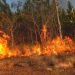 Pinar del Río, la segunda provincia más reforestada de Cuba después de Guantánamo, reporta en lo que va de año más de 60 incendios forestales. Foto: Tomada del Portal del Ciudadano de Pinar del Río.