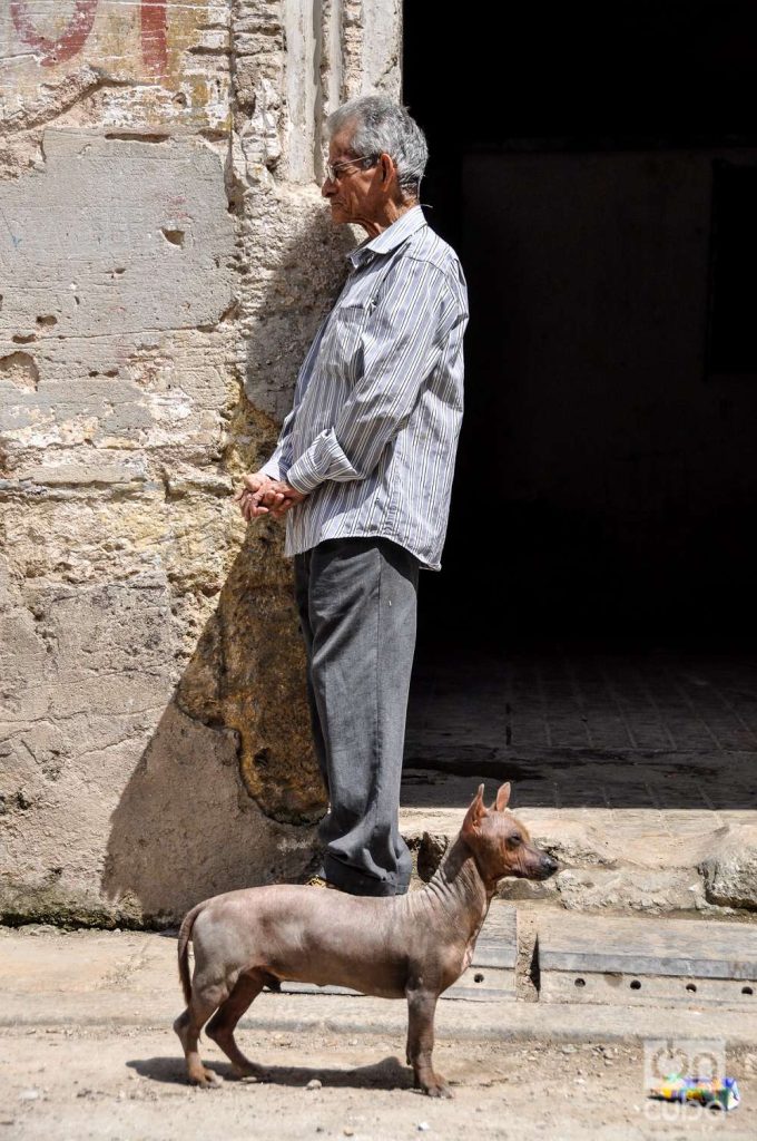 Un ejemplar cubano de la raza Xoloitzcuintle o popularmente conocido como “Perro chino” en Cuba, en una calle de la Habana Vieja.
