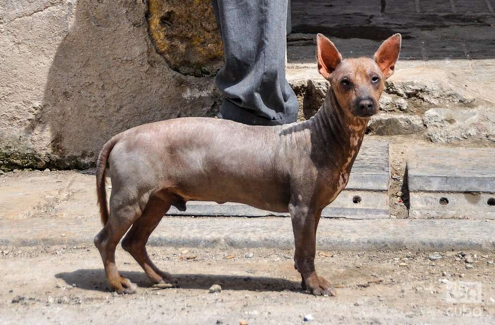 En Cuba solemos decirle “perro chino” a la raza canina desprovista casi por completo de pelo. 
