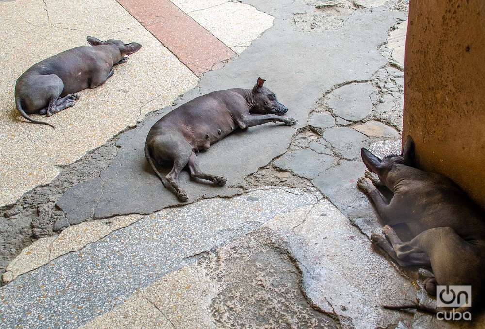 Tres mal llamados “perros chinos” en un portal de La Habana.
