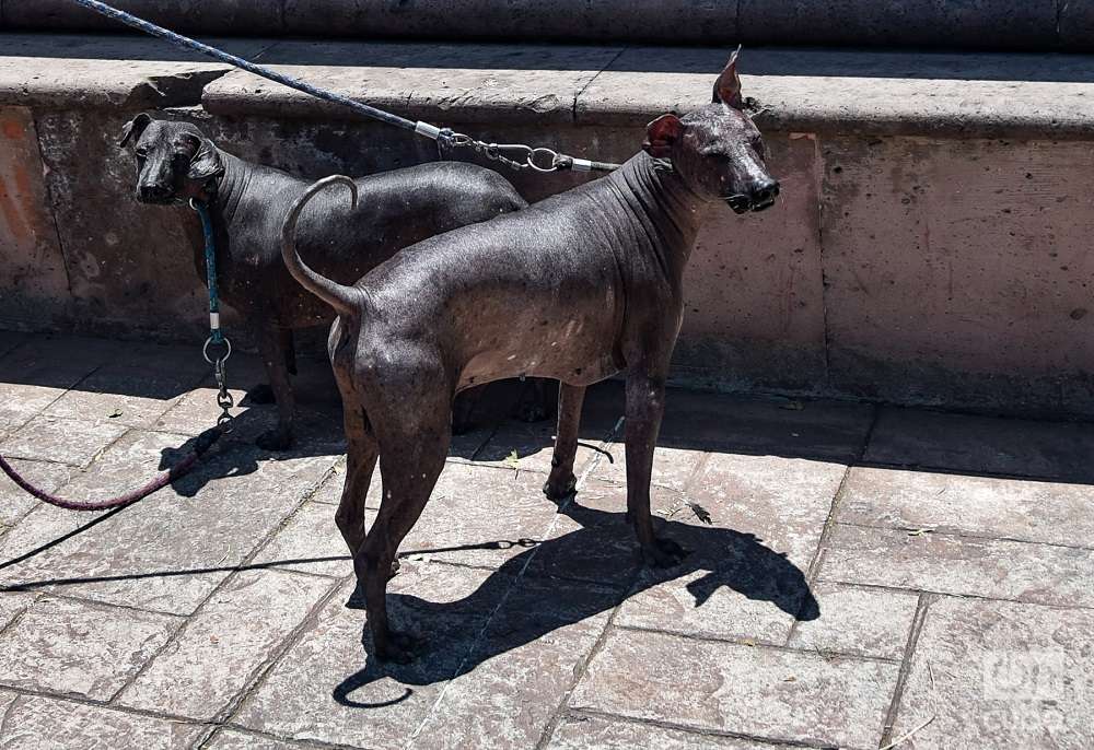 Los perros sin pelos más famosos son de una raza milenaria llamada Xoloitzcuintle, originaria de México. Dos ejemplares pasean en Ciudad de México.
