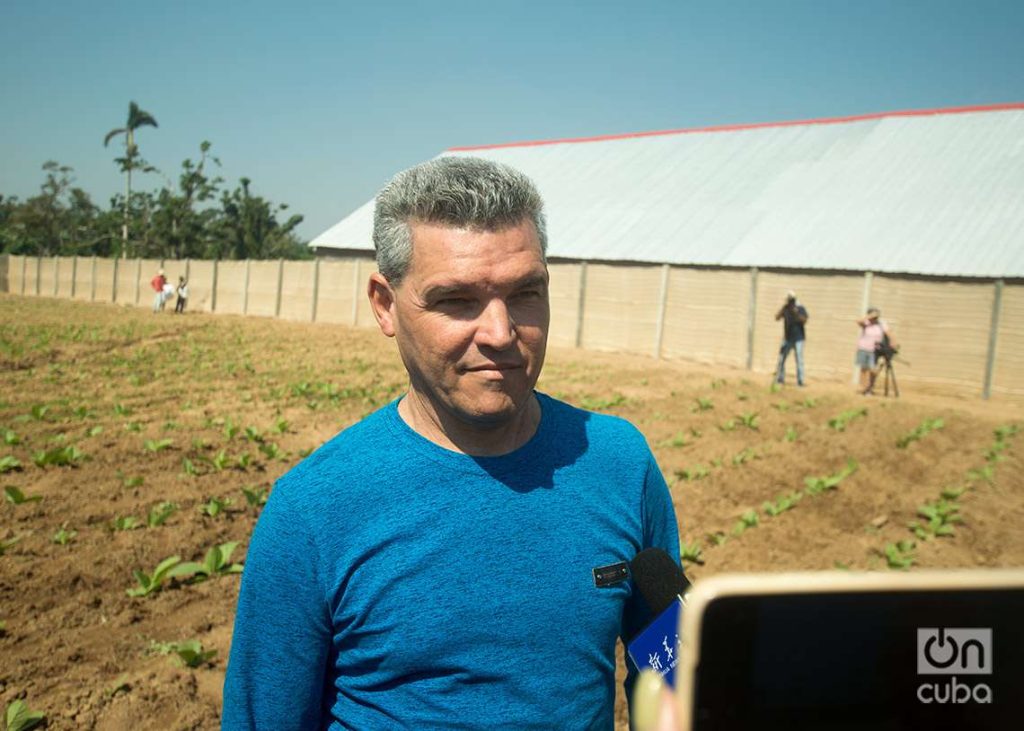 Luis Enrique Blanco, Director Agrícola de Tabacuba. Foto: Otmaro Rodríguez.