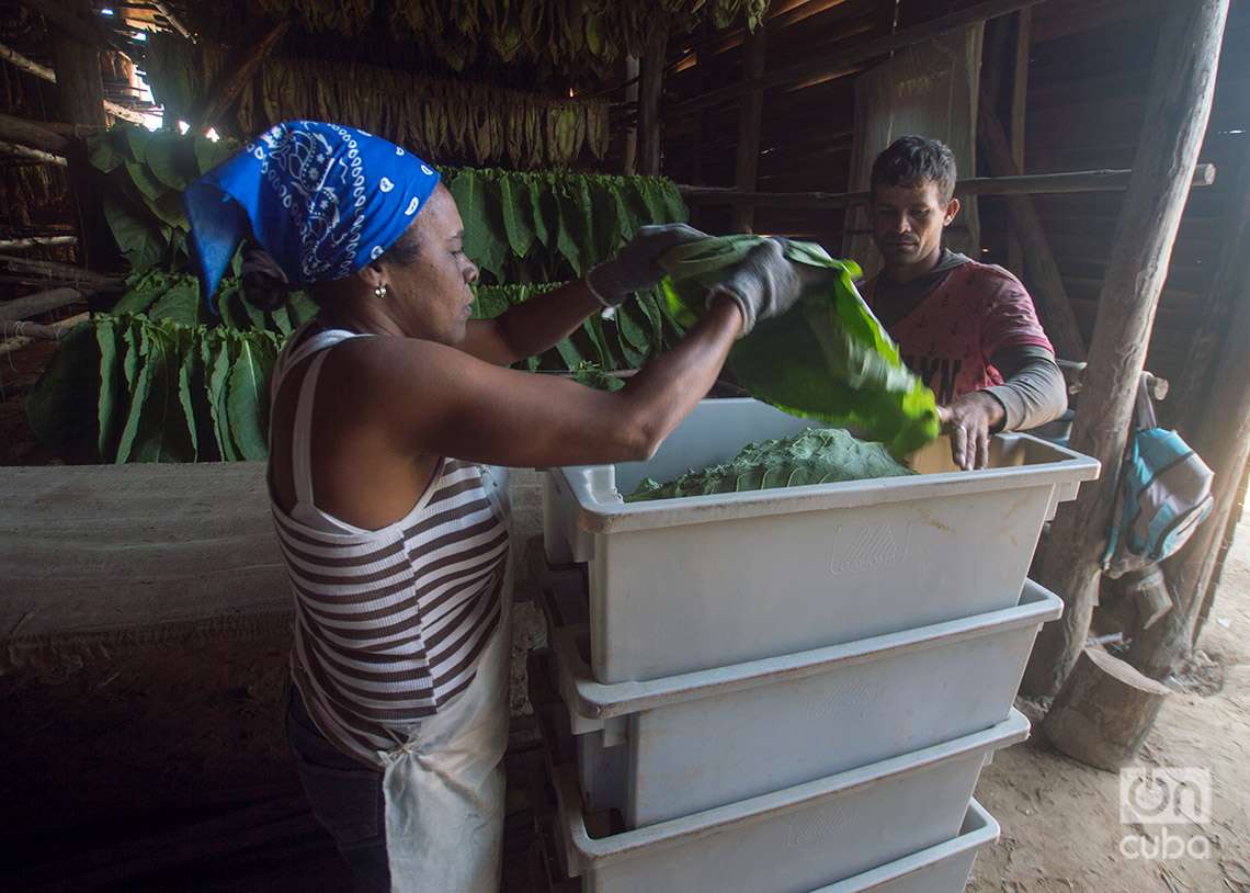 Trabajadores descargan hojas de tabaco en una casa de cura, procedentes de la zona de cultivo en Pinar del Río. Foto: Otmaro Rodríguez.