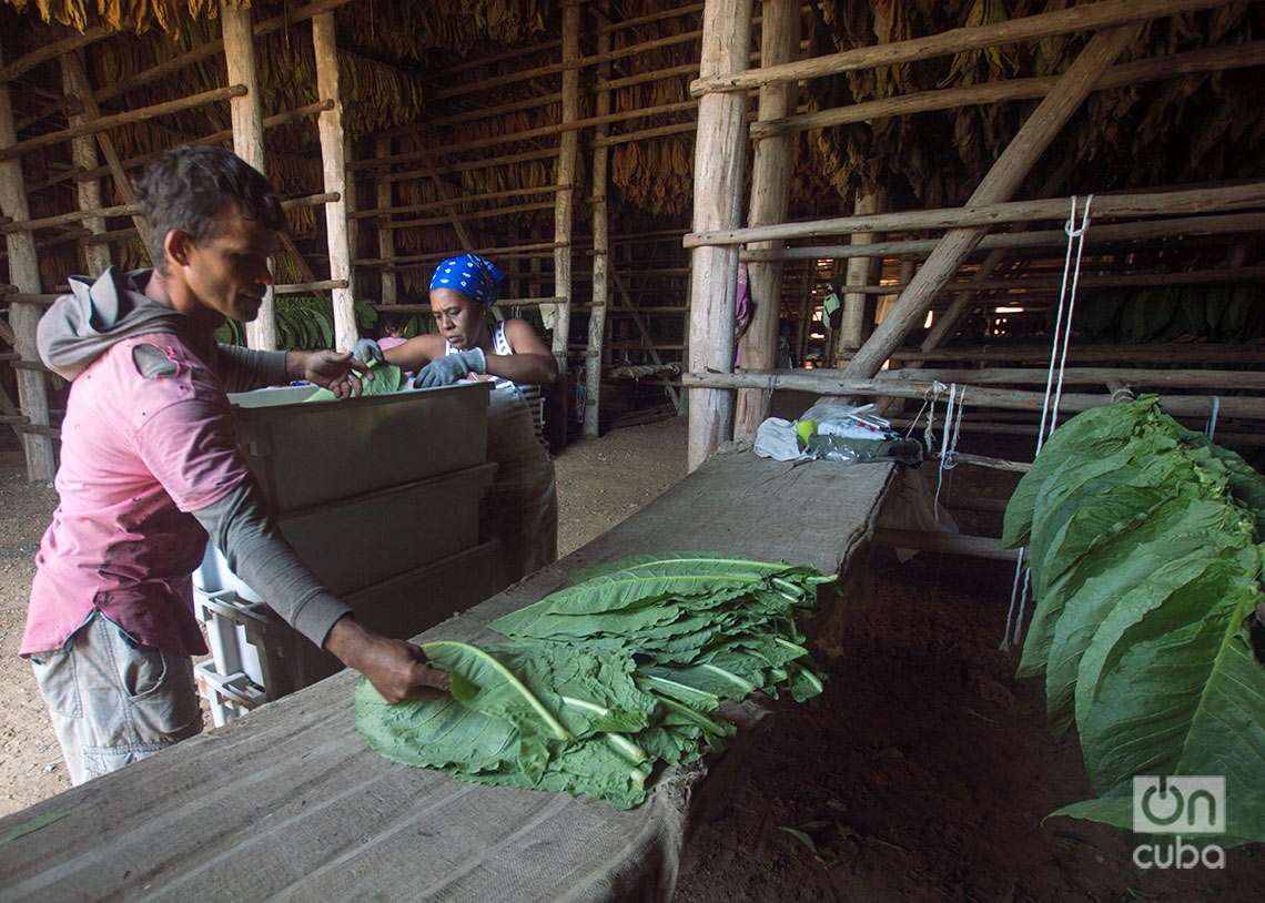 Trabajadores descargan hojas de tabaco en una casa de cura, procedentes de la zona de cultivo en Pinar del Río. Foto: Otmaro Rodríguez.