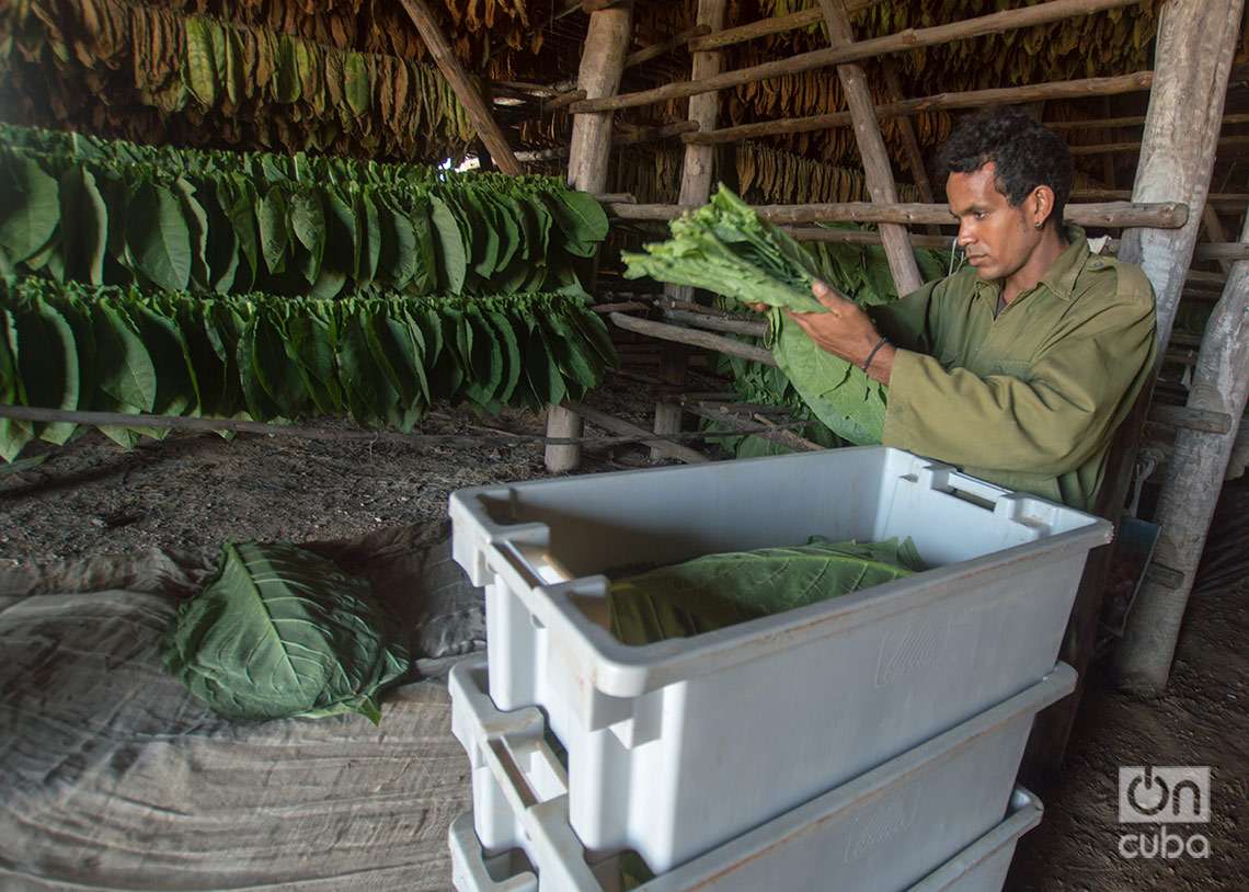 Trabajador descarga hojas de tabaco en una casa de cura, procedentes de la zona de cultivo en Pinar del Río. Foto: Otmaro Rodríguez.