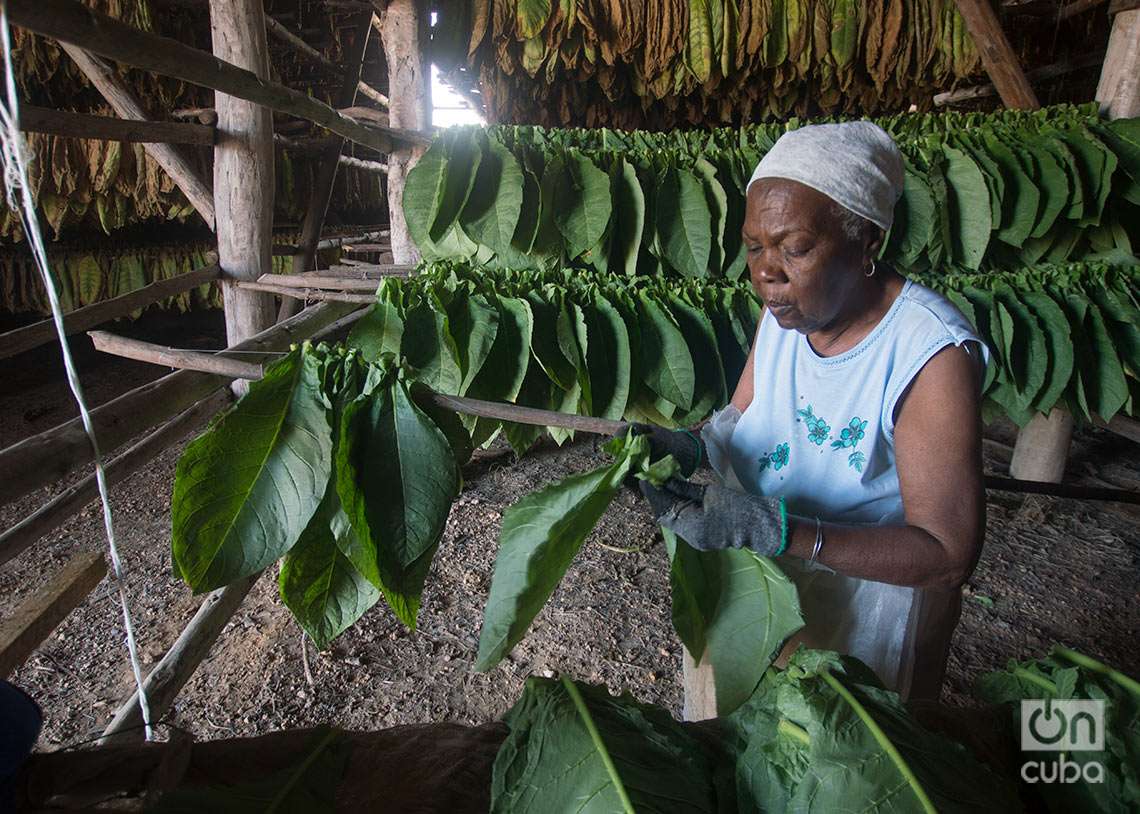 Trabajadora ensarta las hojas de tabaco y las cuelga en cujes. Foto: Otmaro Rodríguez.