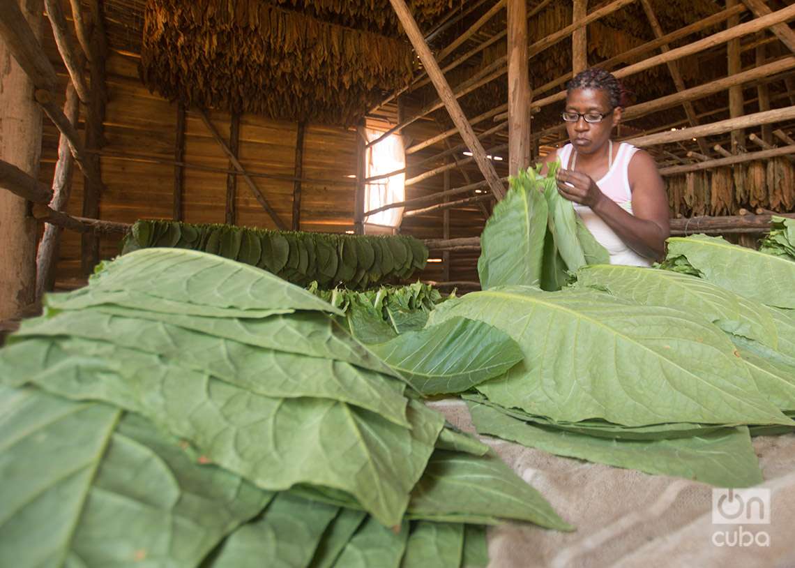 Trabajadora ensarta las hojas de tabaco y las cuelga en cujes. Foto: Otmaro Rodríguez.