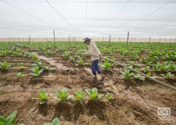 Cultivo de tabaco tapado para la fabricación de Habanos, en Pinar del Río. Foto: Otmaro Rodríguez.