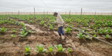 Trabajador riega el cultivo de tabaco en Pinar del Río, febrero de 2023. Foto: Otmaro Rodríguez.