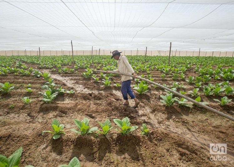 Trabajador riega el cultivo de tabaco en Pinar del Río, febrero de 2023. Foto: Otmaro Rodríguez.