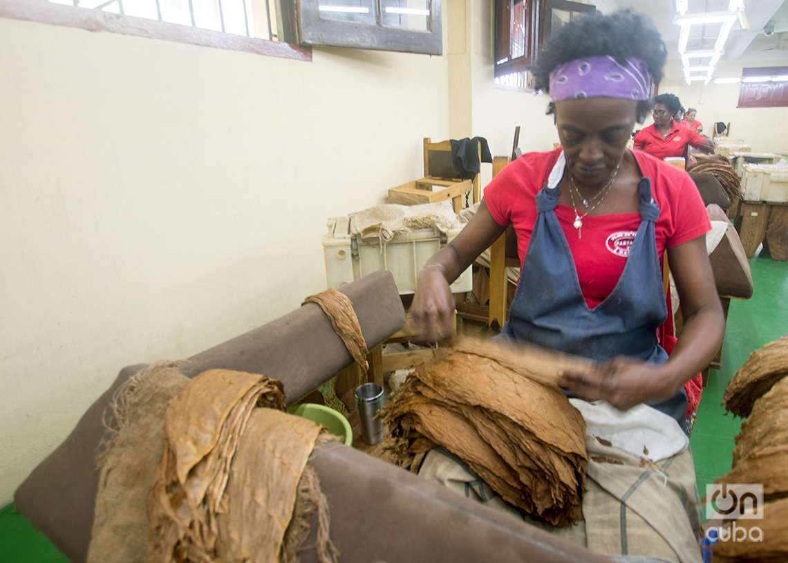 Trabajadoras en el área de una fábrica de Habanos Partagás, en La Habana, donde se seleccionan las hojas del tabaco por su calidad. Foto: Otmaro Rodríguez.